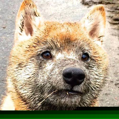 金球先生与三分雨,当库里在2026世界杯决赛投出那记三分